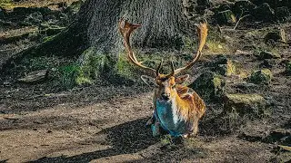 Walks in Kent. Knole Park to Godden Green & One Tree Hill.