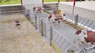 Teemore Engineering - Suckler Shed Design
