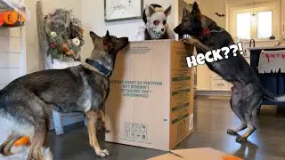 Hide And Seek With My German Shepherds