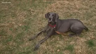 DC residents aim to raise support for acquiring bloodhound