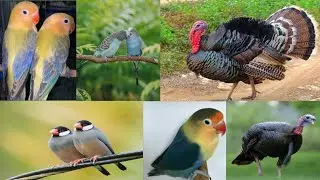 Turkey birds dance love birds chick out of nest