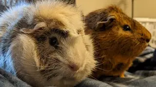 Sweet Guinea Pigs