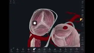 Fibrous Skeleton of the Heart | Visualization in Bangla | Soft Part Anatomy Thorax
