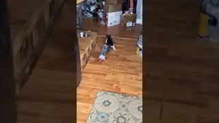 African Grey Parrot Cusses at Cat || ViralHog