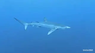 S H A R K      D I V I N G