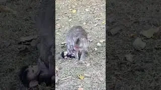 Asda Wildlife Filming  is live!
