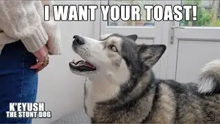 Trying To EAT In Front of A HUSKY! Arguing With My Mum!