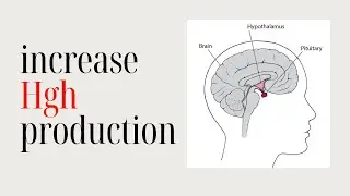 Increase human growth hormone production, science based methods | Protomax