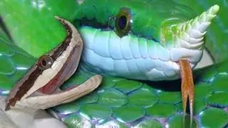 21 потрясающая змея для домашних животных, в существование которой сложно поверить! SnakeBytesTV