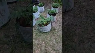Old School Grow Tips 🌱 15-Gallon Pots Outdoor Weed Grow | Cannabis Growing Tips #GrowersLife #420