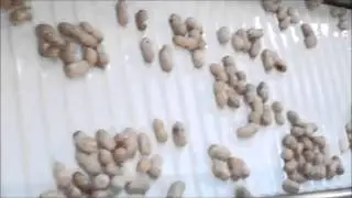 Hardy Farms Peanuts: Cleaning and Sorting