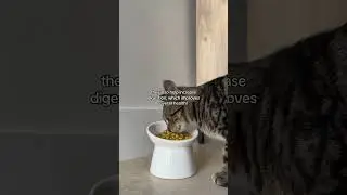 The perfect food bowl for your cat! Shop now at CleanliPet.com 🐾