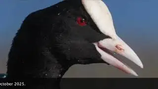 Remembering Whistle and Lilyfly's Final Moments
