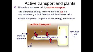 Active transport , Cell to cell transport & Minerals transport