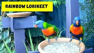 RAINBOW LORIKEETS | Australian Birds | Campark T75.