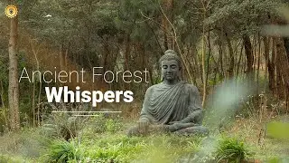 Ancient Forest Whispers: 6-Hour Deep Woods Exploration for Soulful Solitude | Apex Chakra