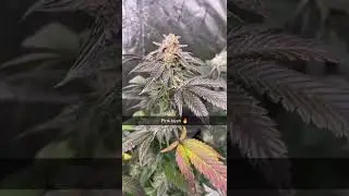 Pink Kush- Barney&rsquo;s Farm