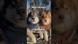 What living with a Husky&rsquo;s really like 😅 #shorts #itsahuskything #funnydog #dog #huskylife #lol
