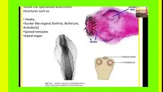 PARASITIC ADAPTATIONS WITH TRICKS