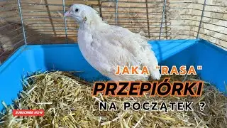 Przepiórka japońska - jak zacząć hodowlę? #zwierzęta #hobby #ptaki #rolnictwo 