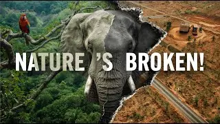Habitat Fragmentation Explained: The Silent Killer of Wildlife |WEAREWILD|