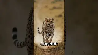 Top 10 Strongest Big Cats IN The World