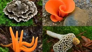 Nature&rsquo;s Hidden Treasures | Immersive Mushroom Foraging