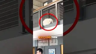 🐶 Blitz The White FLUFF dog of the Office