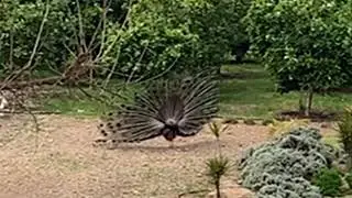 Blue Peafowl Large Beautiful Bird
