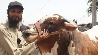 🔴 Live SODA & RATES At Malir Cow Mandi 2022 BAKRA EID 2022 CATTLE MARKET KARACHI
