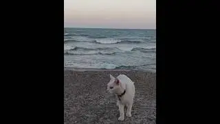 🏖️Conociendo la playa😺 #argentina #playa #beach #gatos #shorts #cat
