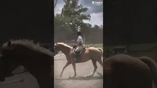 #horse #equines #equestrian #equinelove