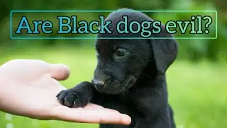 Why did the Prophet(PBUH) order to kill black dogs? - Dr Shehzad Saleem