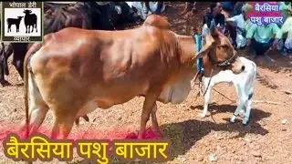 bairashiya pashu bajar bhopal m. p, बैरसिया पशु बाजार भोपाल ,17 October 2024