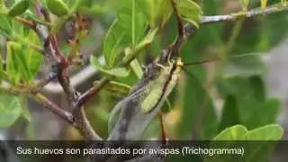 Microvideo - Italochrysa italica (Bio6q.net)