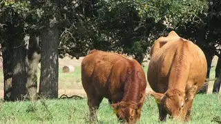 Pedigree Limousin cattle. Overthwaite and Wealden Sale a look Back