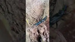 forficule insect