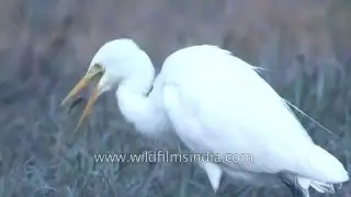 Median Egret catches fish at Bharatpur, after lengthy meditation!