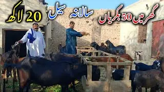 Low Investment Goat Farming Model - How To Start Goat Farming In Pakistan