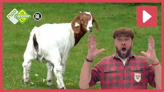 GEITEN | Beestenbrigade: het dierenleven van... | NPO Zappelin