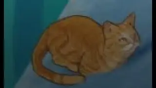 cat
