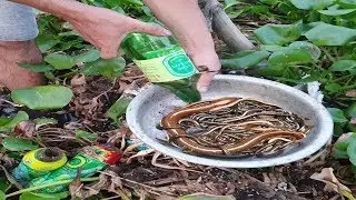 How to Make Eel Trap - Amazing Boy Catch Eel with Bottle Plastic