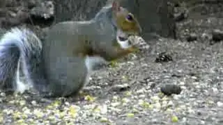 Wildlife Observation: The Squirrel