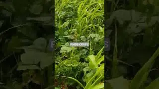 PMDS CROPS
