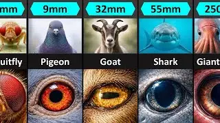 Animal Eyes in Extreme Close-Up &mdash; Eye Size Comparison From Tiny Insects to Giant Animals