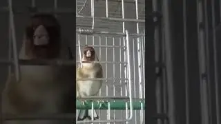 تيباتباتي.. ,, لاكلوش..داوداو.. كاستانيات تيواواطي ,,حسون ياسين..(الشرق الجزائري) ماشاء الله