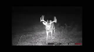 Whitetail Rut November 5 2022
