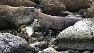 amazing this is how komodo opens big clams & eats them #komodo #amazing #komodonationalpark #eating