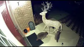 Animals&rsquo; Honest Reactions to the Unexpected