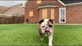 Reuben the Bulldog: Done With Dorian